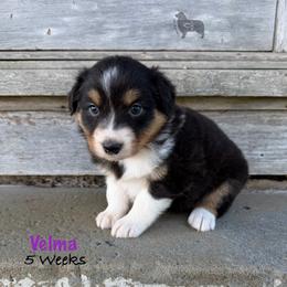 Velma - Black tri-color female Australian Shepherd puppy in El Dorado Springs, Missouri from OR Aussies