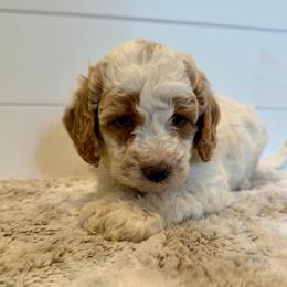 Orange Collar - Parti female Goldendoodle puppy in San Augustine, Texas from Vintage Doodles