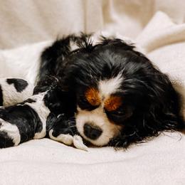 Etta - Cavalier King Charles Spaniel