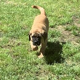 Mastiff Puppies from Mama’s Mastiffs
