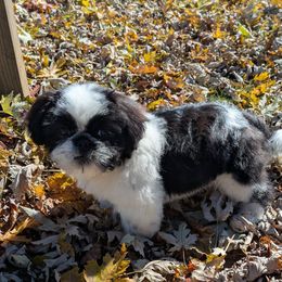 Jake - Black and white male Shih Tzu puppy in Clyde, North Carolina from Shawgo Pups