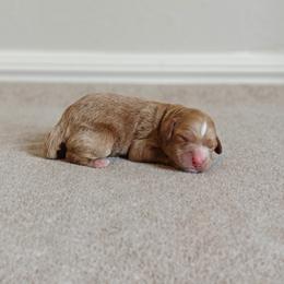 Yellow Girl - Apricot female Goldendoodle puppy in Guthrie, Oklahoma from Edmond Doodles, LLC