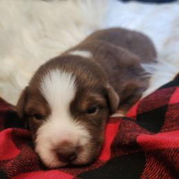 Yule - Red tri male Miniature Australian Shepherd puppy in Macomb, Missouri from Faunus Farms and Aussies