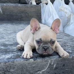 French Bulldog Puppies from Blue Lotus Frenchies