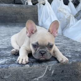 French Bulldog Puppies from Blue Lotus Frenchies