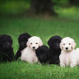 Poodles from Sumner Hill Farm Poodles