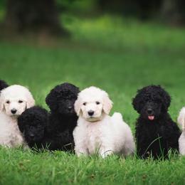 Poodles from Sumner Hill Farm Poodles