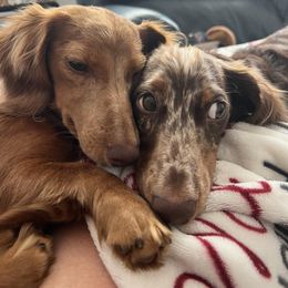 Dachshund All Grown Up from Pine Grove Doxies