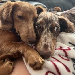 Dachshund All Grown Up from Pine Grove Doxies