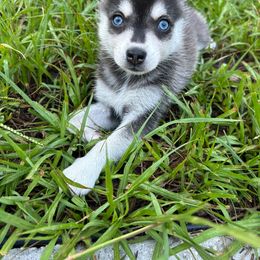 Alaskan Klee Kai Puppies from Lucky Charm Farms
