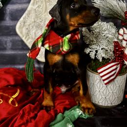 Iverson - Black and rust male Doberman Pinscher puppy in Aredale, Iowa from Royal Dynasty Dobermann Kennel