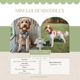 Goldendoodle puppies from Central Texas Doodles, LLC.