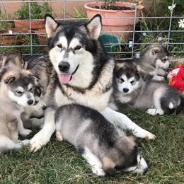 Alaskan Malamute Puppies from Ghost Dance Alaskan Malamutes