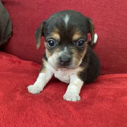 Pocket Beagle Lucy - Black tan and white female Beagle puppy in Gentry, Arkansas from HC Puppy Ranch