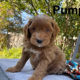 Pumkin - Aussiedoodle puppy from Draper Mountain Doodles