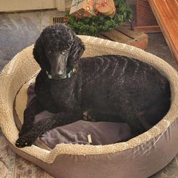 Oakly - Poodle