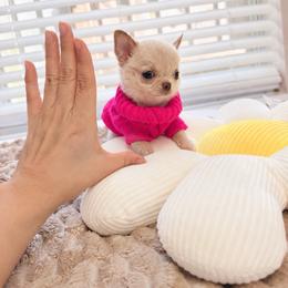 Baby Mochi - 11,850 - Gold female Chihuahua puppy in Jacksonville, Florida from Petits Chihuahuas