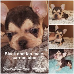 French Bulldog Puppies from Basket of love bulldogs