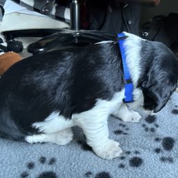 Schroeder - Black white and tan male English Springer Spaniel puppy in Westfield, Wisconsin from Heeling Springs at Sandy Ridge