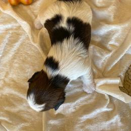 Yorkshire Terrier Puppies from WiseGuys Love Yorkies