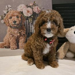 Colby - Red female Bernedoodle puppy in Bristol, Tennessee from 4goldendoodles