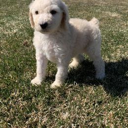 Poodle Puppies from Teton View Kennels