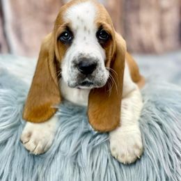 Basset Hound Puppies from Blessed Bassets