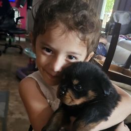Charlie - Black and mahogany male Rottweiler puppy in Von Ormy, Texas from Haus of ZOA