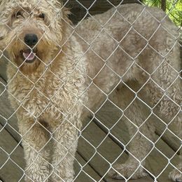 Nova - Goldendoodle