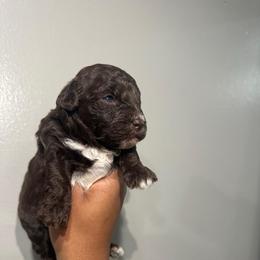 S'more - Chocolate male Goldendoodle puppy in Matteson, Illinois from Chitownpupz