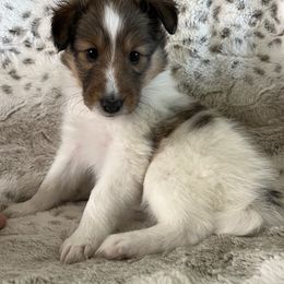 Patches - White and sable male Shetland Sheepdog puppy in Pine Island, Minnesota from Tricia's Sheltie Puppies