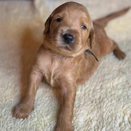 Toffee - Apricot male Goldendoodle puppy in Summerville, South Carolina from Pawmazing Doodles