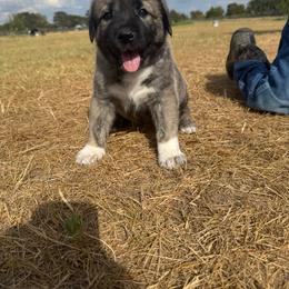Girl 1 - female Anatolian Shepherd Dog puppy in Kemp, Texas from Lively Acres Anatolians