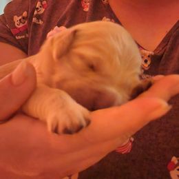 Golden Retriever Puppies from Golden Ratio Retrievers