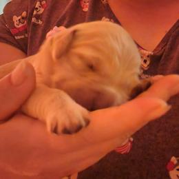 Golden Retriever Puppies from Golden Ratio Retrievers