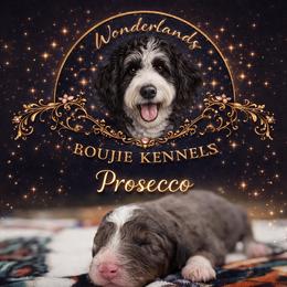 Prosecco - Trained Puppy Selection - Blue merle male Bernedoodle puppy in Youngstown, Florida from Wonderland’s Boujie Kennels