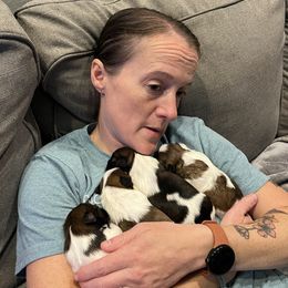 Shih Tzu Puppies from Hernandez Family Shih Tzus