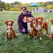 Nova Scotia Duck Tolling Retrievers from RiverSong Tollers