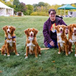 Nova Scotia Duck Tolling Retrievers from RiverSong Tollers