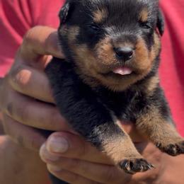 Girl 2 - Black and rust female Rottweiler puppy in San Antonio, Texas from VHWilliamsRottweilers