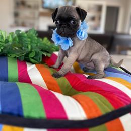 Tillie - Fawn female Pug puppy in Indiahoma, Oklahoma from Farm Fresh Doodles