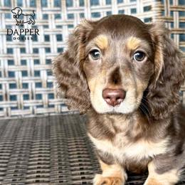 Cosmic - Chocolate and tan male Dachshund puppy in Zephyrhills, Florida from Dapper Doxies