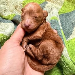 Girl 3 - Apricot female Poodle puppy in Orlando, Florida from Florida Miniature Poodles