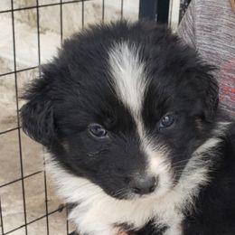 Halfpint - Black tri-color male Australian Shepherd puppy in Nezperce, Idaho from Willow Creek Farm