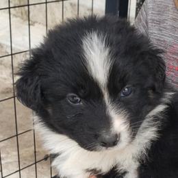 Halfpint - Black tri-color male Australian Shepherd puppy in Nezperce, Idaho from Willow Creek Farm