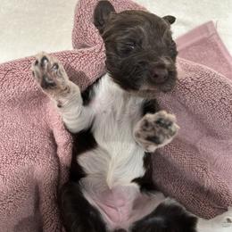 Pink female is reserved - Brown and white female Portuguese Water Dog puppy in Des Moines, Iowa from Stacy's PWD Portuguese Water Dogs