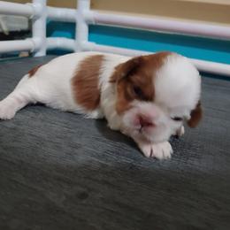 Shih Tzu Puppies from Tough Shih