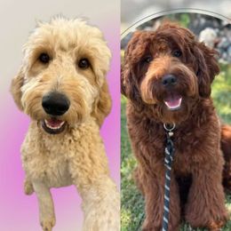 Goldendoodle puppies from High Desert Doodles - the original