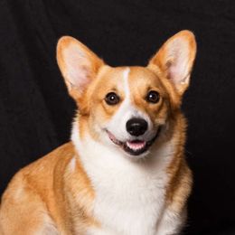 Emmie  - Pembroke Welsh Corgi