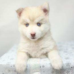 George - Merle male Pomsky puppy in Christiana, Tennessee from Smoky Mountain Pomskies